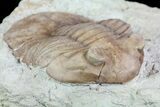 Asaphus (New Species) Trilobite - Russia #73504-4